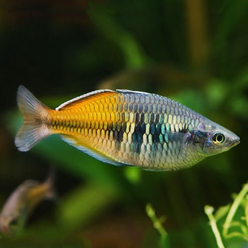 Bosmani Rainbow Fish - Image 3