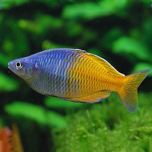 Bosmani Rainbow Fish - Image 4