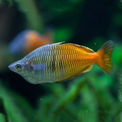 Bosmani Rainbow Fish - Image 5