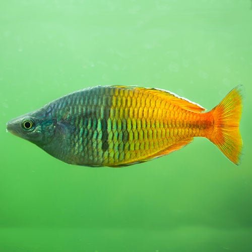 Bosmani Rainbow Fish - Image 2