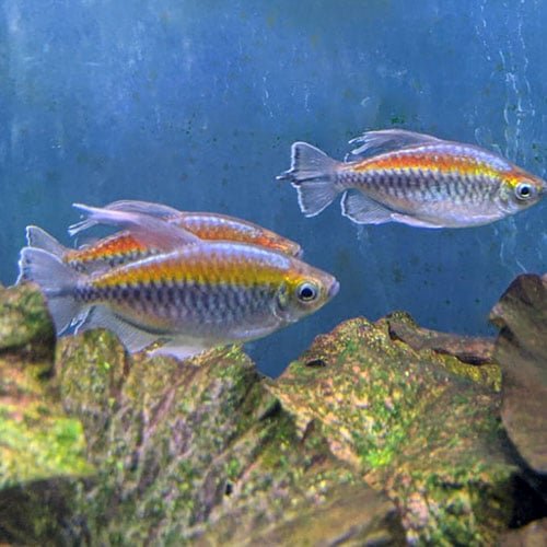 Congo Tetras - Image 2