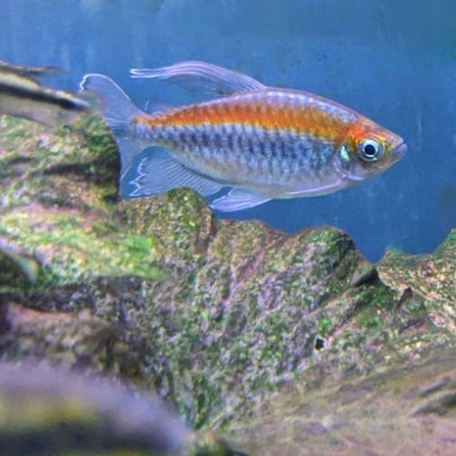 Congo Tetras - Image 3