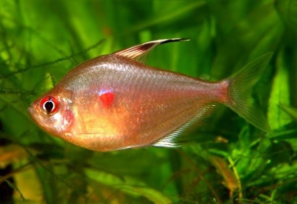 Red Bleeding Heart Tetras - Image 3