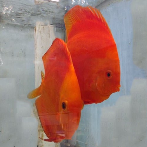 Solid Melon Discus Breeding Pairs