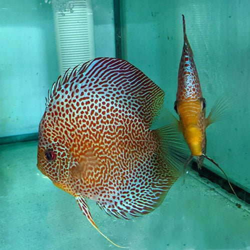 Eruption Breeding Pair - Image 2