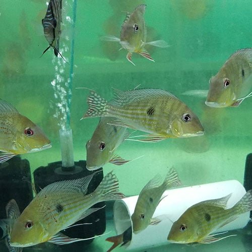 Geophagus Eartheater - Image 2