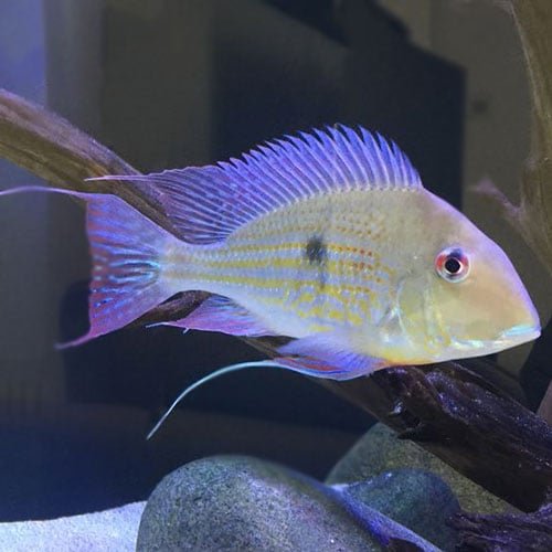 Geophagus Eartheater - Image 5