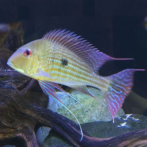 Geophagus Eartheater - Image 4