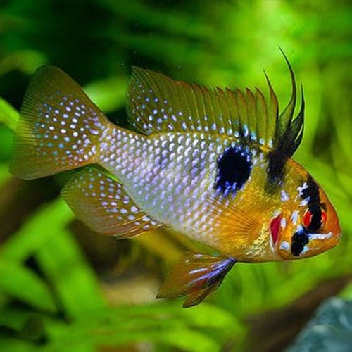German Ram - Image 2