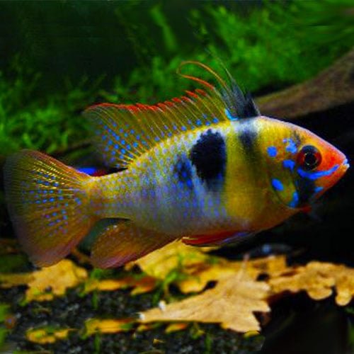 German Ram