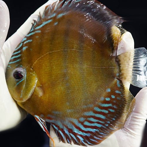 Jacarecappa Wild Discus (5-6″) - Image 4
