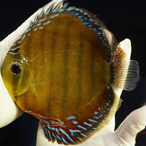 Jacarecappa Wild Discus (5-6″) - Image 3