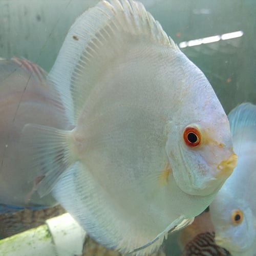 Solid Blue Panda Discus - Image 3