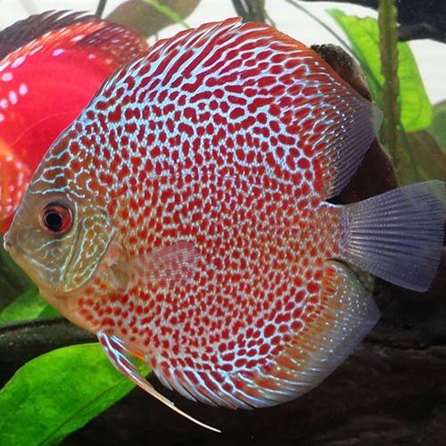 Leopard Discus - Image 2