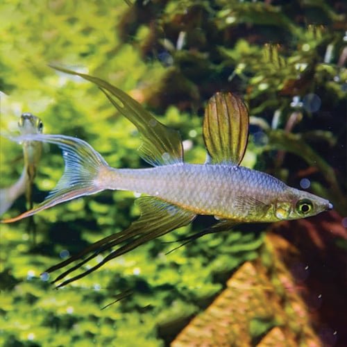 Threadfin Rainbow Fish - Image 2