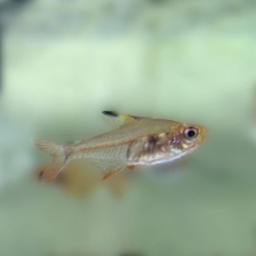 Red Phantom Tetras - Image 2