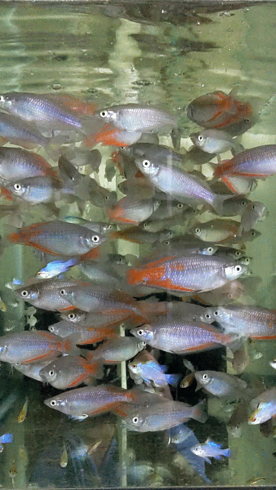 Parkinsoni Rainbow Fish - Image 2