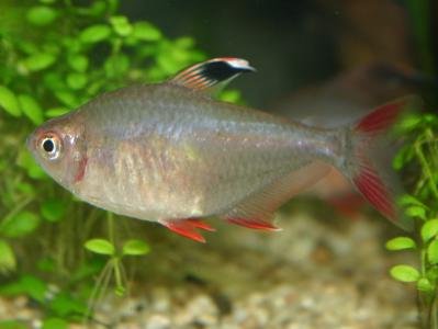 Red Bleeding Heart Tetras - Image 4