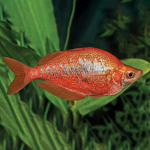 Red Dragon Rainbow Fish - Image 2