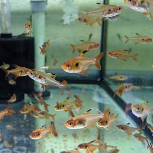 Red Phantom Tetras - Image 3