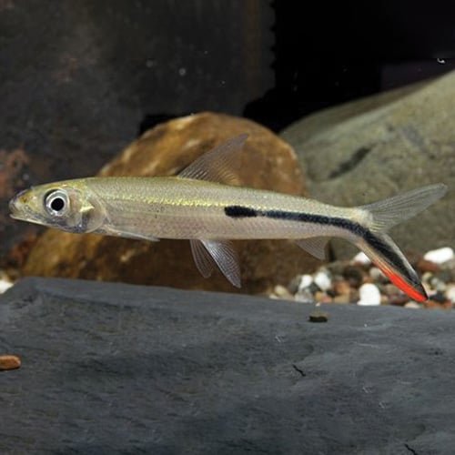 Red Tail Hemiodus Tetra - Image 4