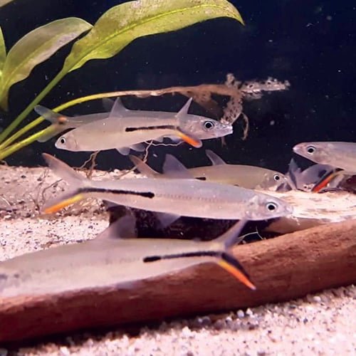 Red Tail Hemiodus Tetra - Image 2