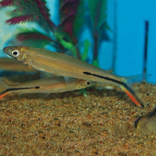 Red Tail Hemiodus Tetra - Image 3