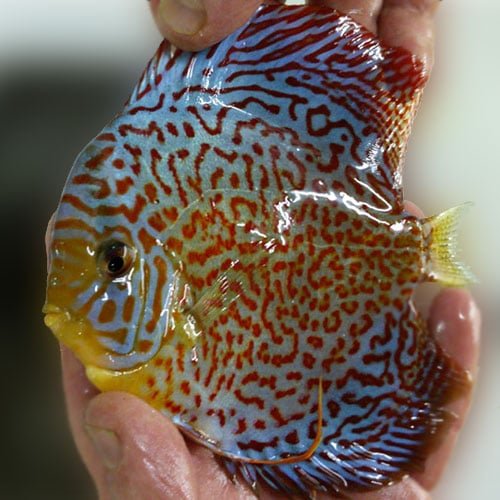 Ring Leopard Discus