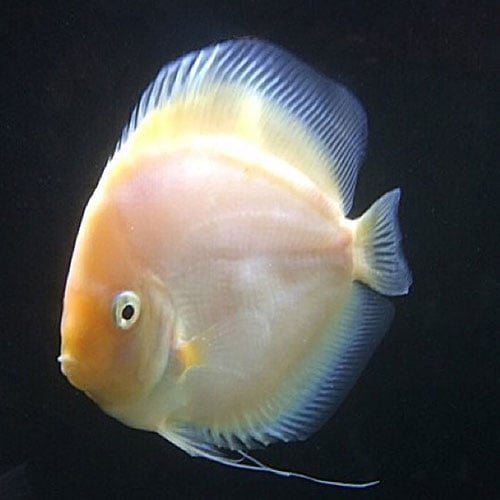Snowflake Discus