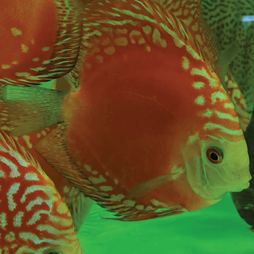 Solid Red Rafflesia - Image 3