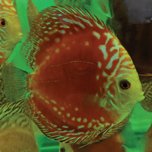 Solid Red Rafflesia - Image 2