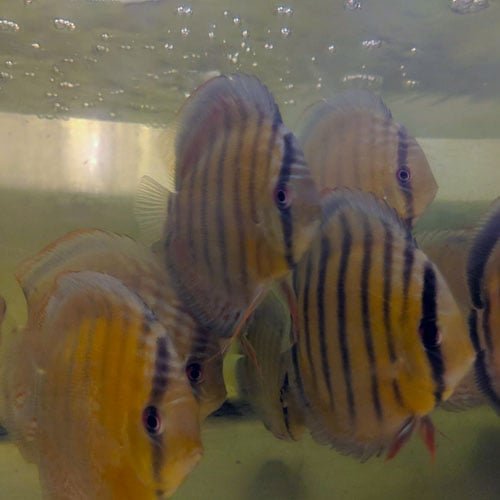Wild Discus Tefe Green - Image 9