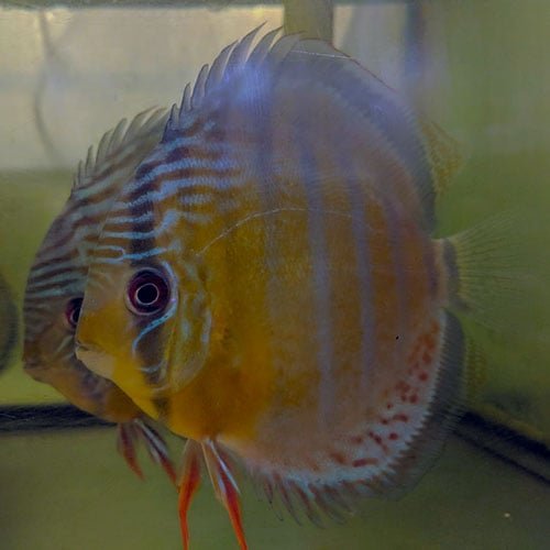 Wild Discus Tefe Green QTY 10 - Image 9