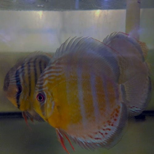 Wild Discus Tefe Green - Image 3