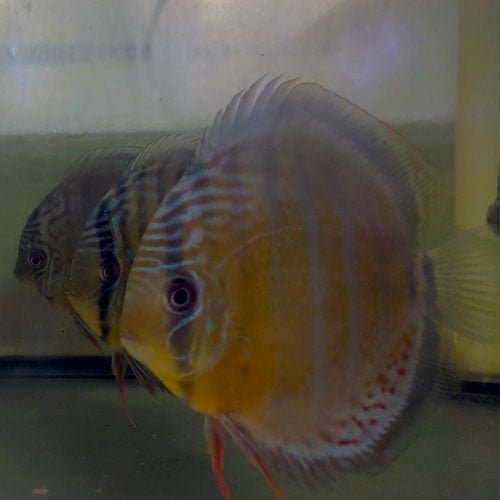 Wild Discus Tefe Green - Image 4