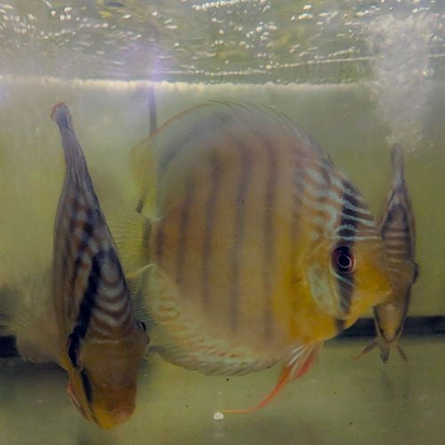 Wild Discus Tefe Green - Image 5