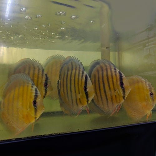 Wild Discus Tefe Green