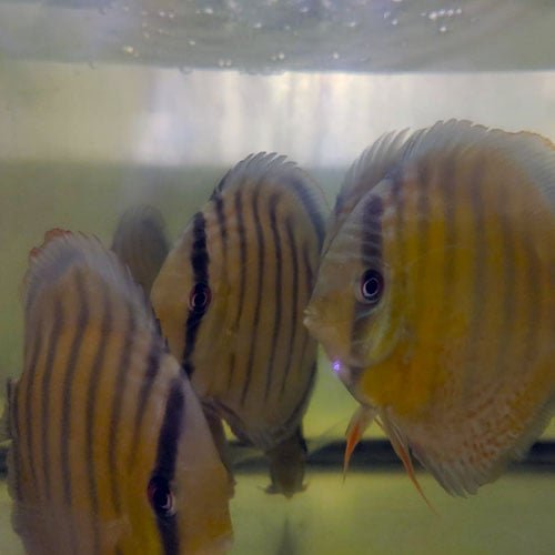 Wild Discus Tefe Green - Image 8