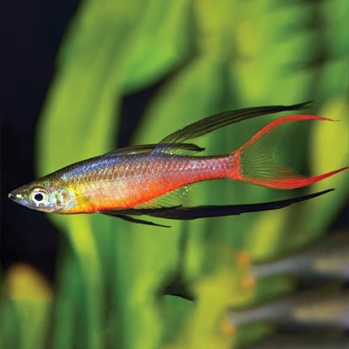 Threadfin Rainbow Fish - Image 3