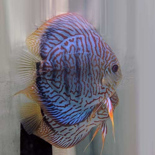 Tiger Turquoise Discus - Image 5
