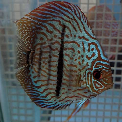 Tiger Turquoise Discus - Image 4