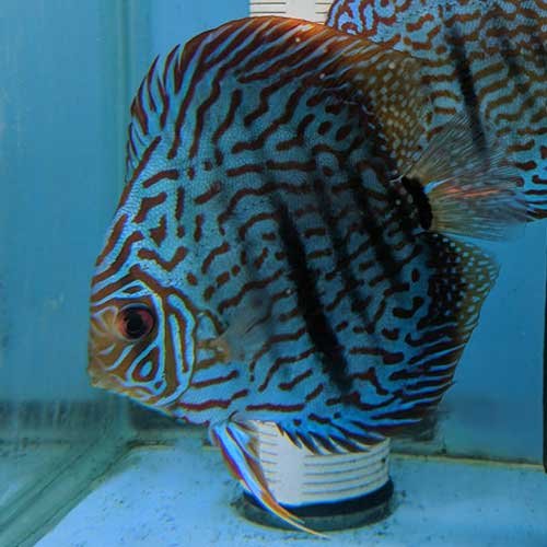 Tiger Turquoise Discus - Image 3