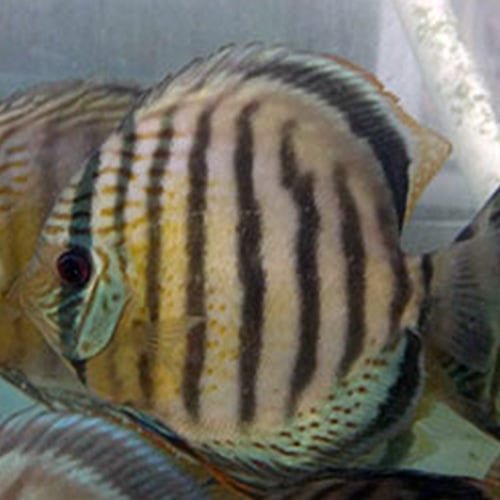 Wild Discus Tefe Green QTY 10 - Image 5